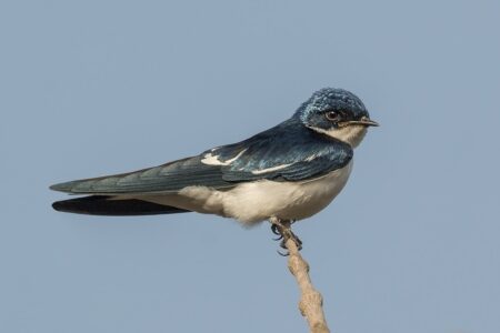 Swallows can fly for 10 months without a break 🤯