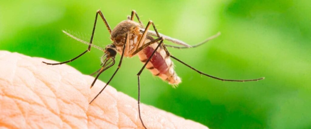 Why Do Mosquitoes Bite Our Feet and Legs?