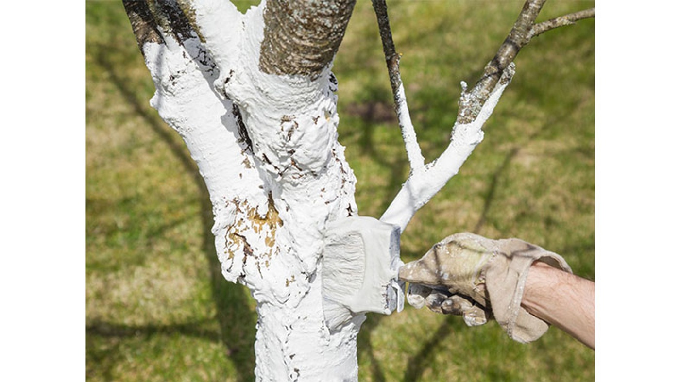 Why Are Tree Roots Painted White?