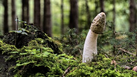 Why is the Head of the Penis Mushroom Shaped?