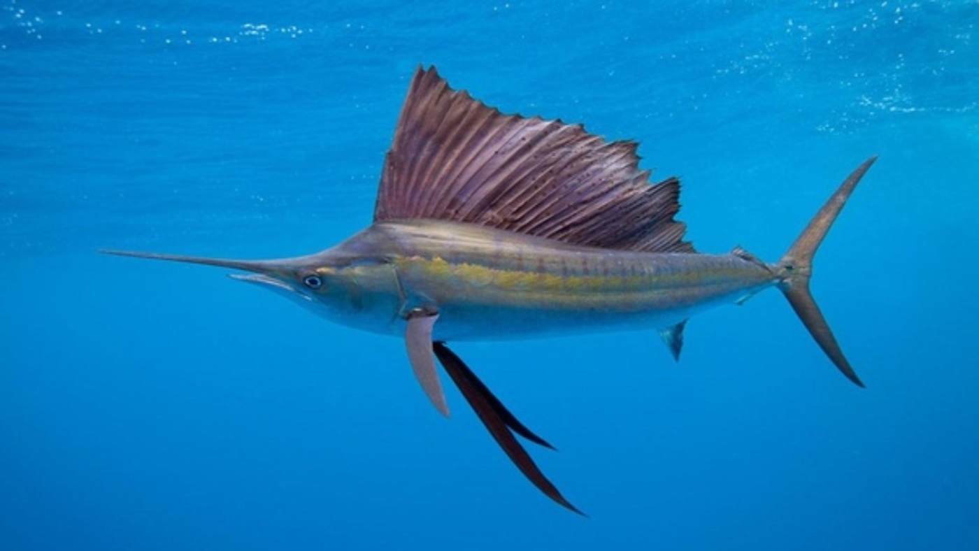 The Oceans' Fastest Creature: Sailfish