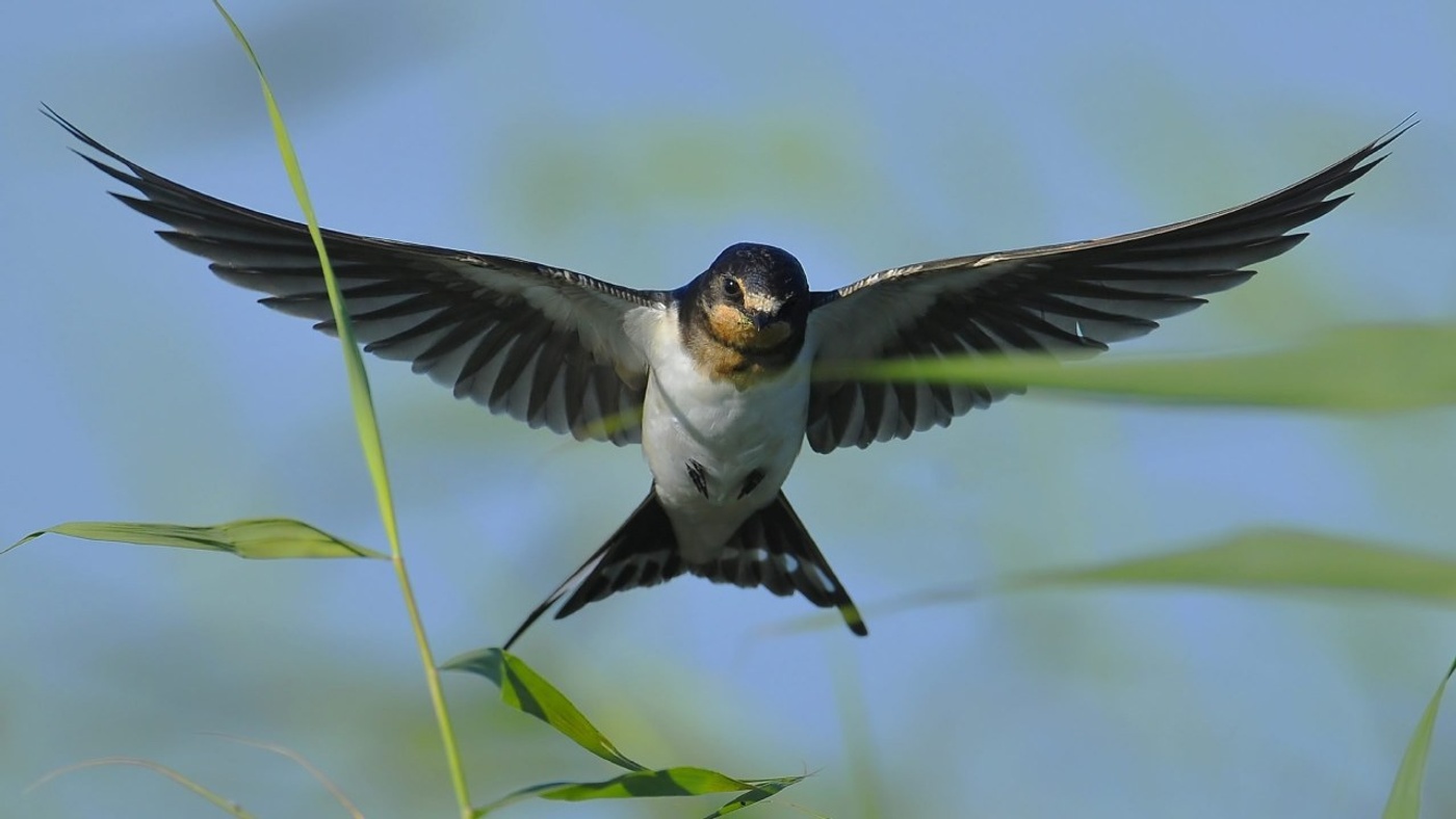 Swallows can fly for 10 months without a break 🤯