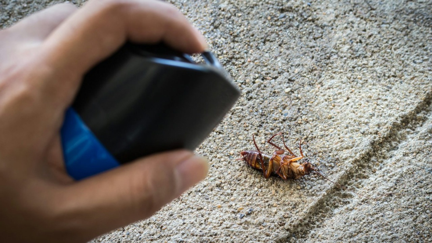 The Secrets of Cockroach's Incredible Resilience