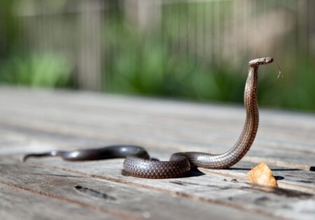 Reasons Why Snakes Eat Their Own Tails