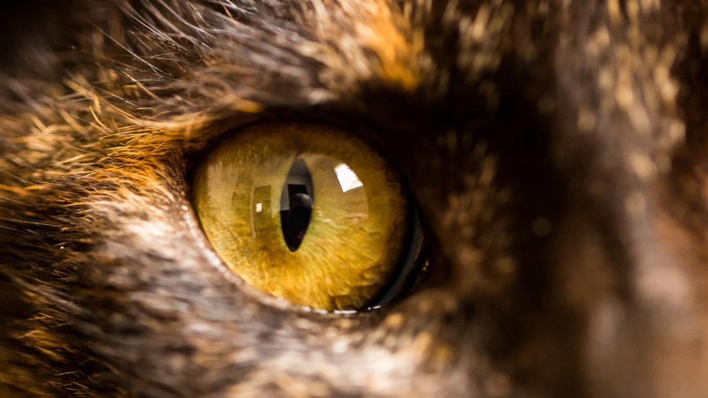 Why Do Cats' Pupils Turn Round During the Day and Elliptical at Night?