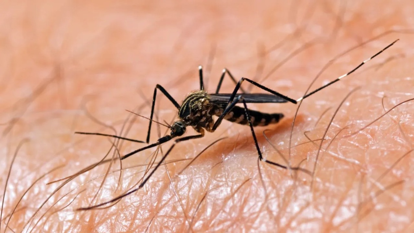 Sivrisinekler Neden Bazı Kişileri Daha Fazla Isırır?