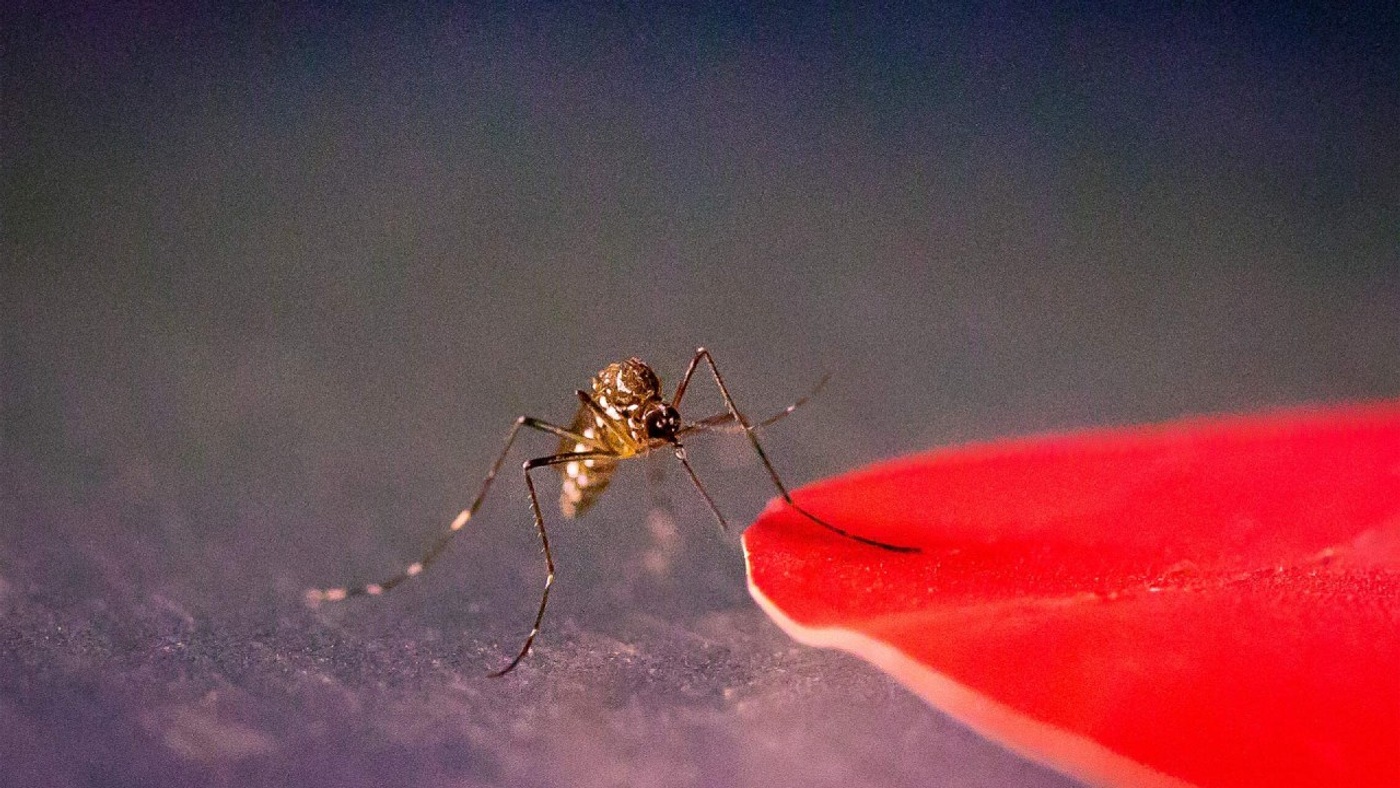 Why Do Mosquitoes Bite Some People More?