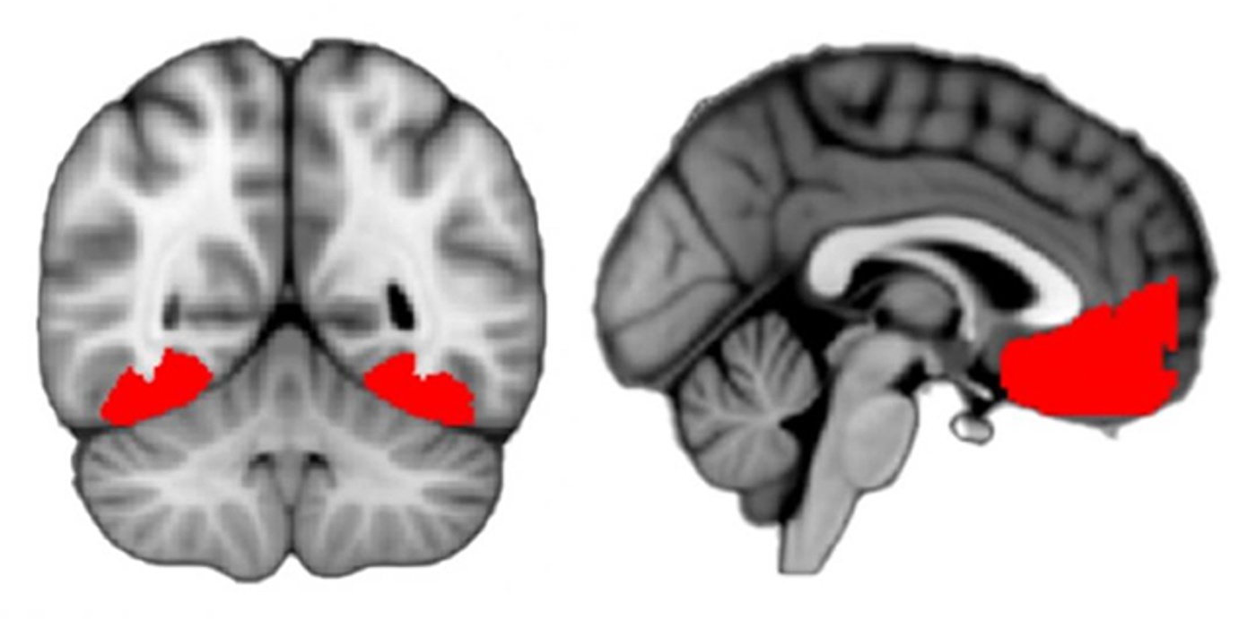 Regions of Our Brain That Manage the Feeling of Curiosity Identified