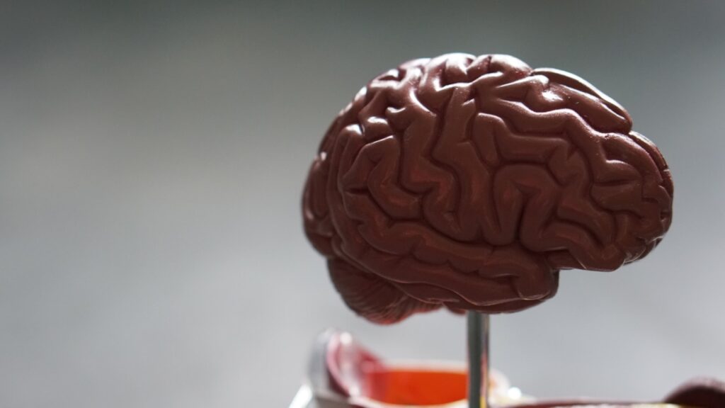 Regions of Our Brain That Manage the Feeling of Curiosity Identified