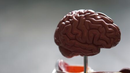 Regions of Our Brain That Manage the Feeling of Curiosity Identified