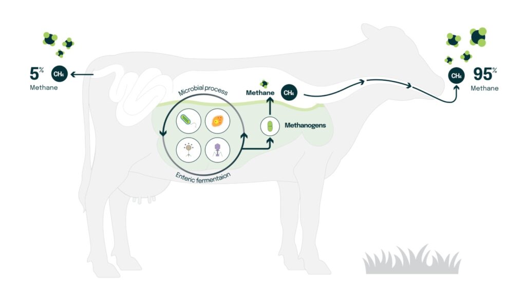 Methane-Free Cattle: Scientists Aim to Reduce Methane Emissions