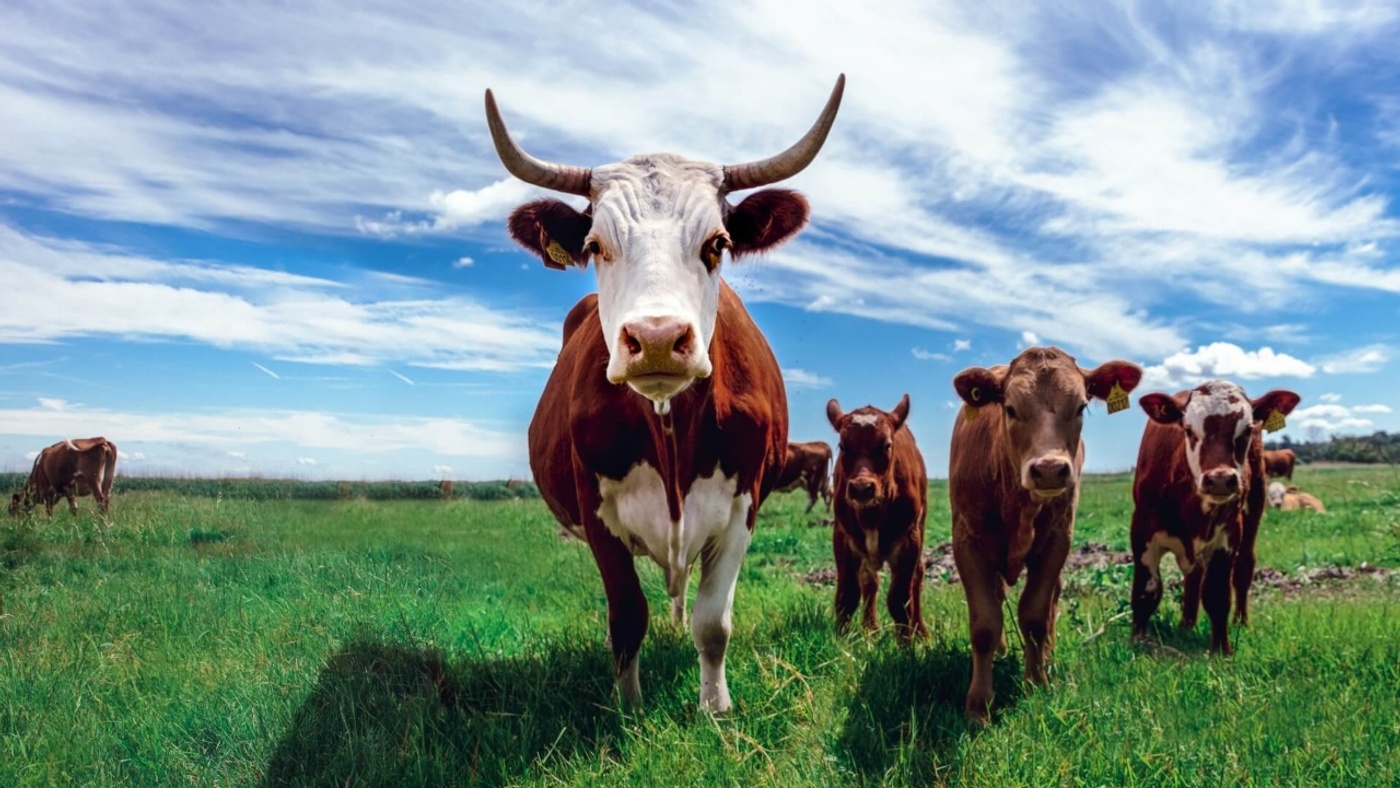 Methane-Free Cattle: Scientists Aim to Reduce Methane Emissions