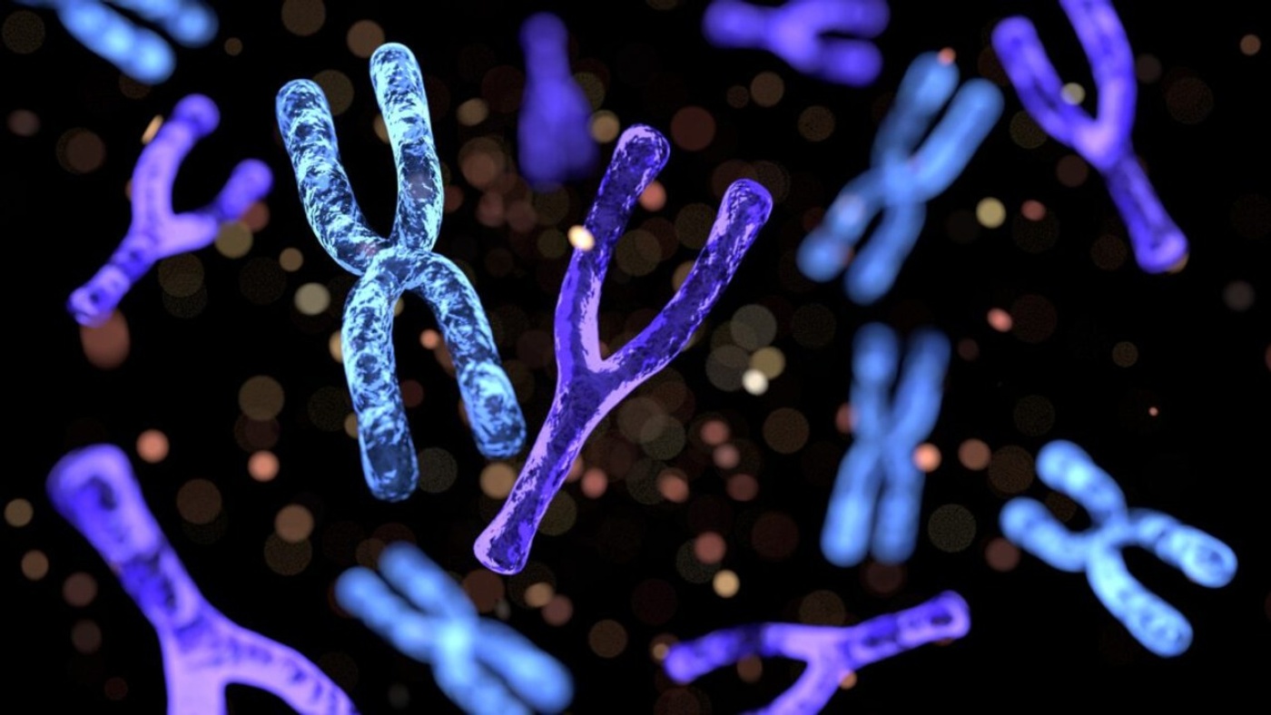 The Potential Extinction of the Y Chromosome and Its Potential Consequences for Humanity