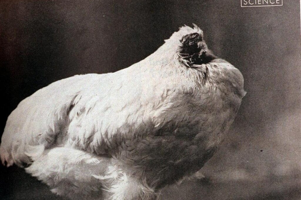 The Secret Behind Mike the Headless Chicken Living for Two Years